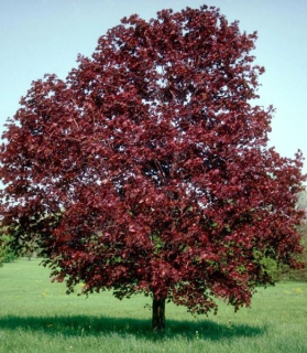 Acer platanoides 'Royal Red'